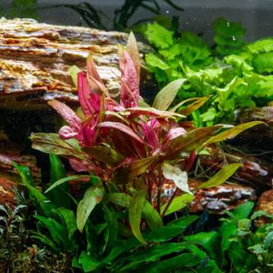 Alternanthera Reineckii Aquarium Live Plant