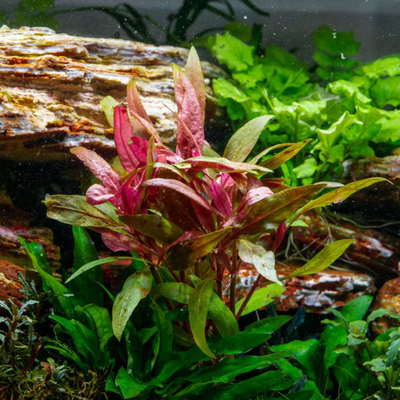 Alternanthera Reineckii Aquarium Live Plant