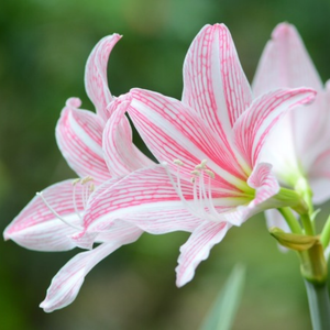 Amaryllis Pink (Hippeastrum reticulatum) Flowering Live Plant