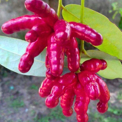 Amazon Bird Leg Rare Fruit Live Plant