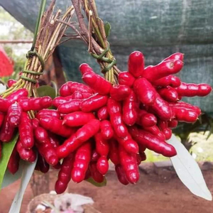 Amazon Bird Leg Rare Fruit Live Plant