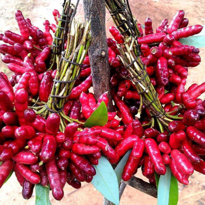 Amazon Bird Leg Rare Fruit Live Plant