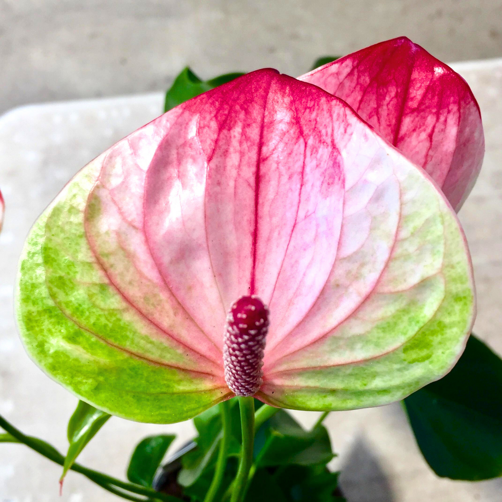 anthurium mystique AnthuriumDwarfMystiqueIndoor_OutdoorLivePlant-Seed2Plant-1.png?v=1747482407&width=1946