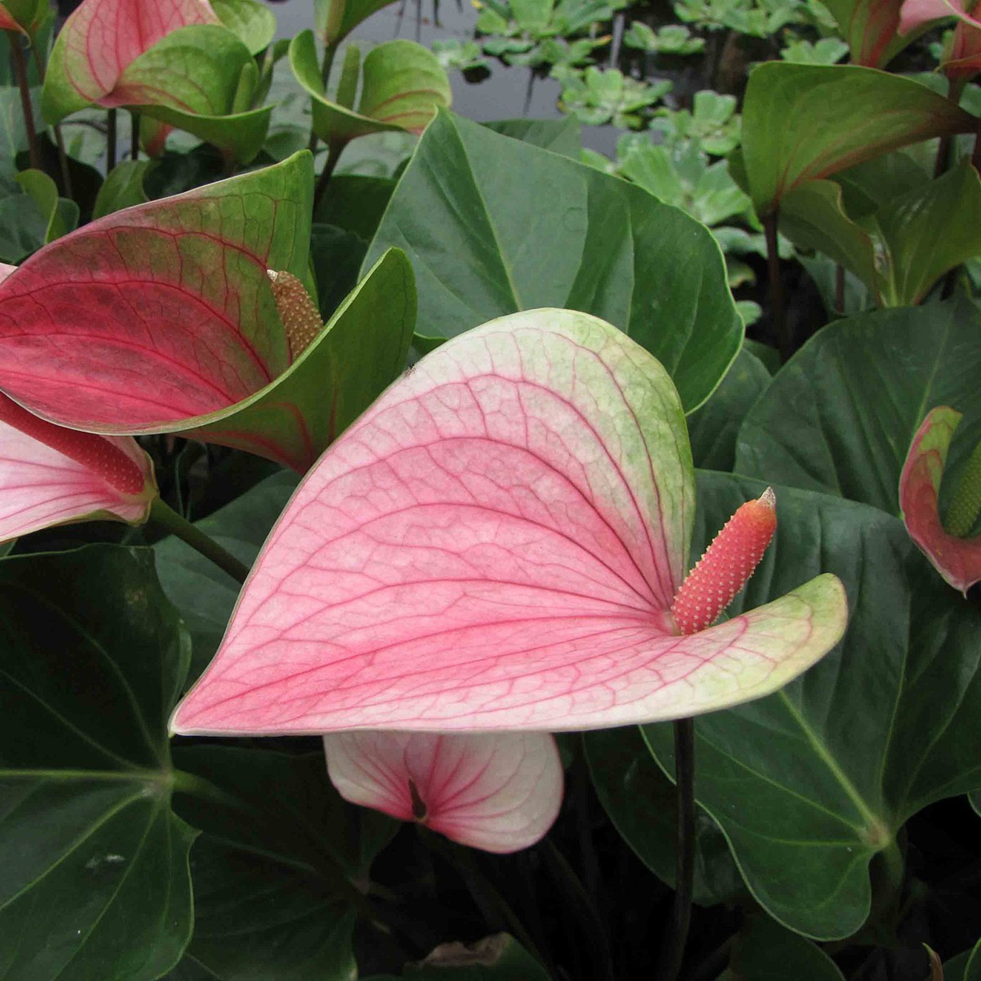 AnthuriumDwarfMystiqueIndoor_OutdoorLivePlant-Seed2Plant-2.png?v=1747482407&width=1946