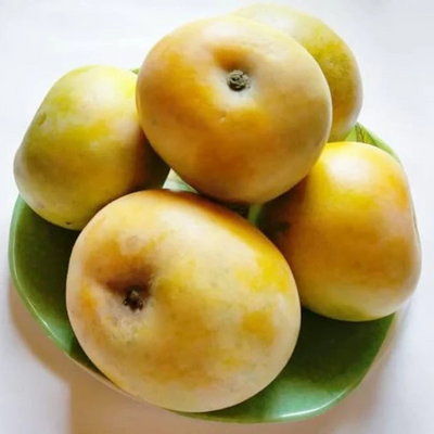 Apple Rumani Mango Grafted Live Plant