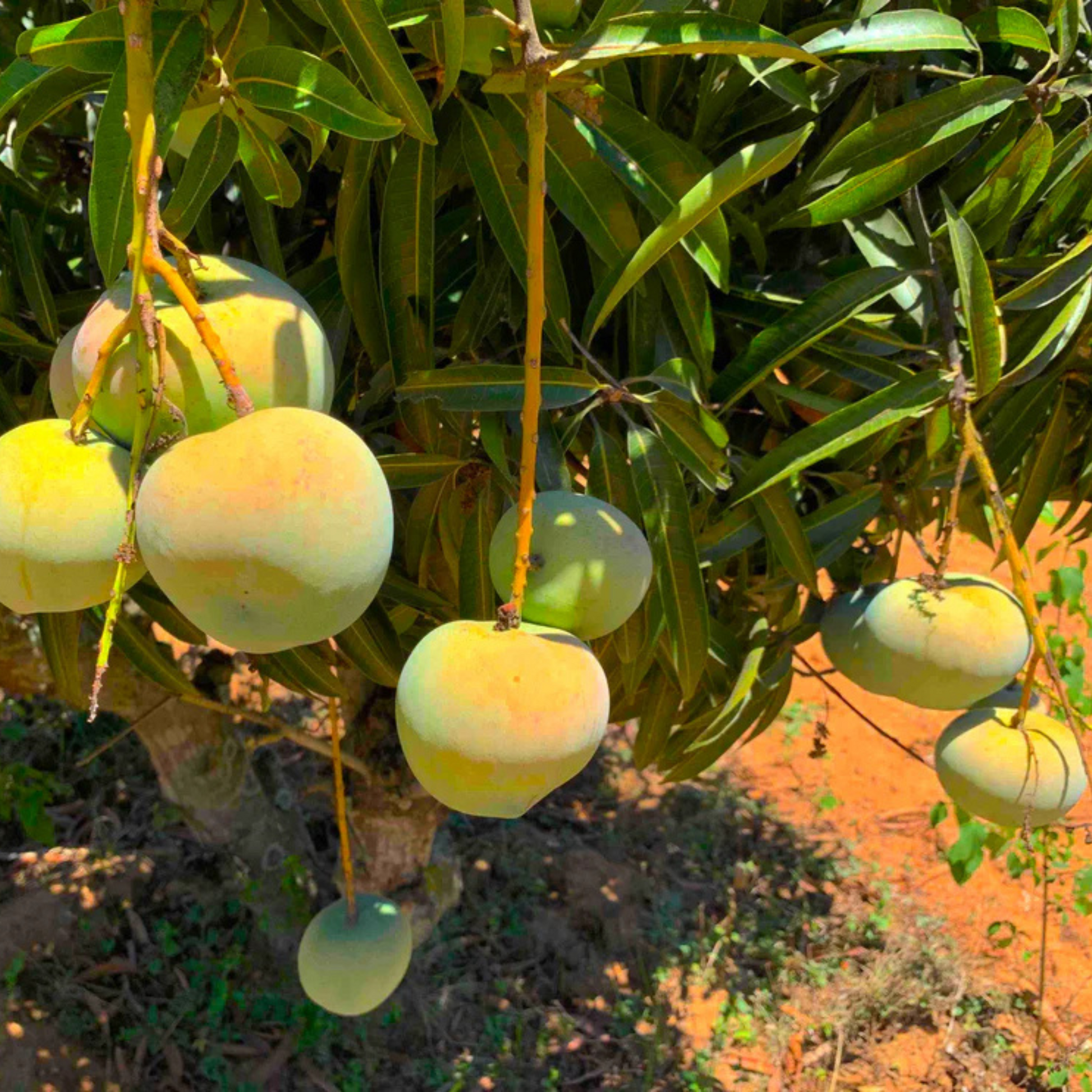 Apple Rumani Mango Grafted Live Plant