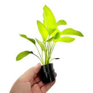 Argentine Sword Plant (Echinodorus argentinensis) Aquarium Live Plant