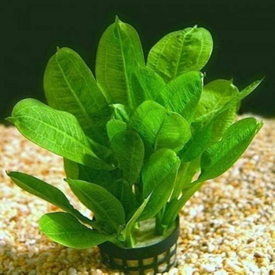 Argentine Sword Plant (Echinodorus argentinensis) Aquarium Live Plant