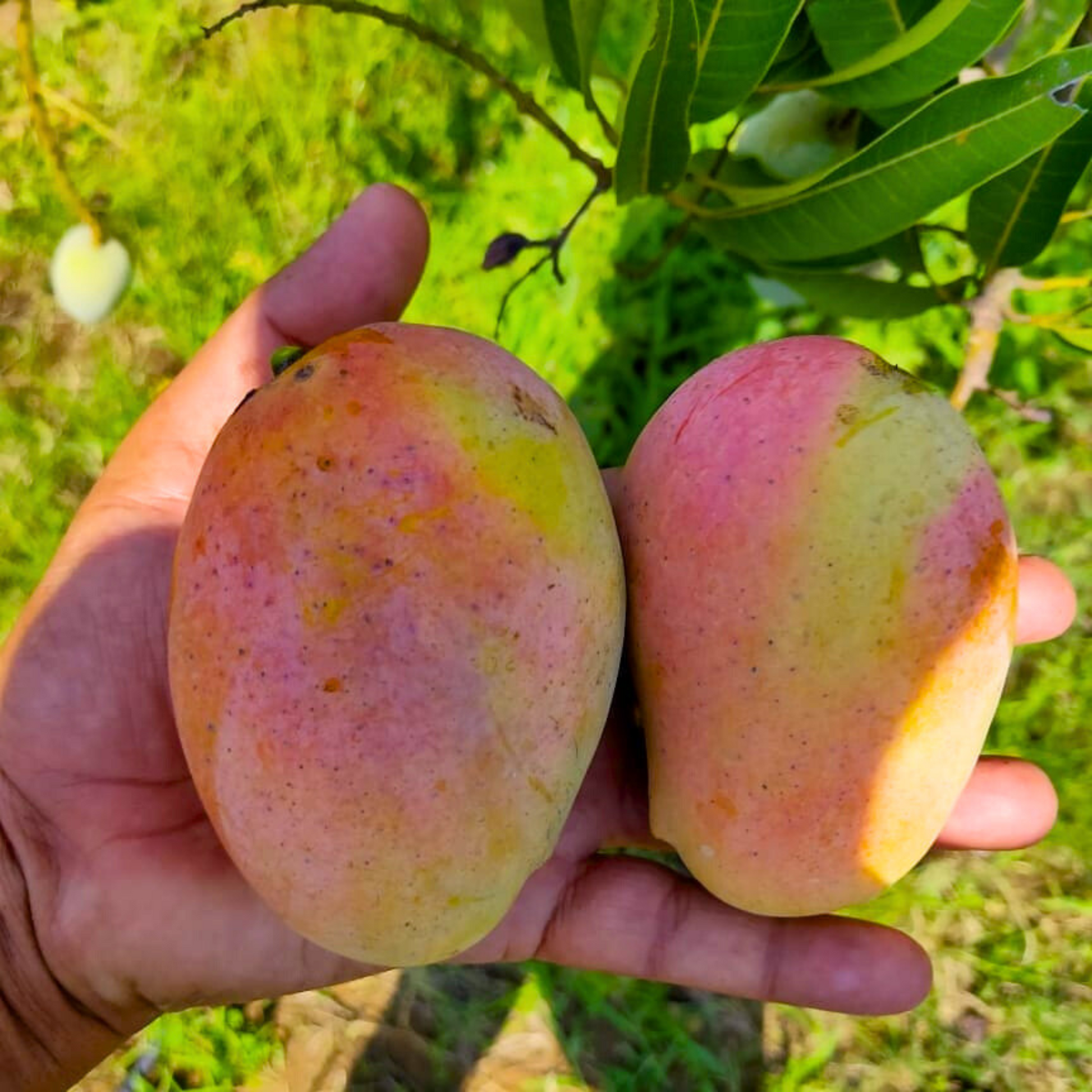 Arka Neelachal Kesari Mango Grafted Live Plant