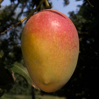 Arka Neelachal Kesari Mango Grafted Live Plant