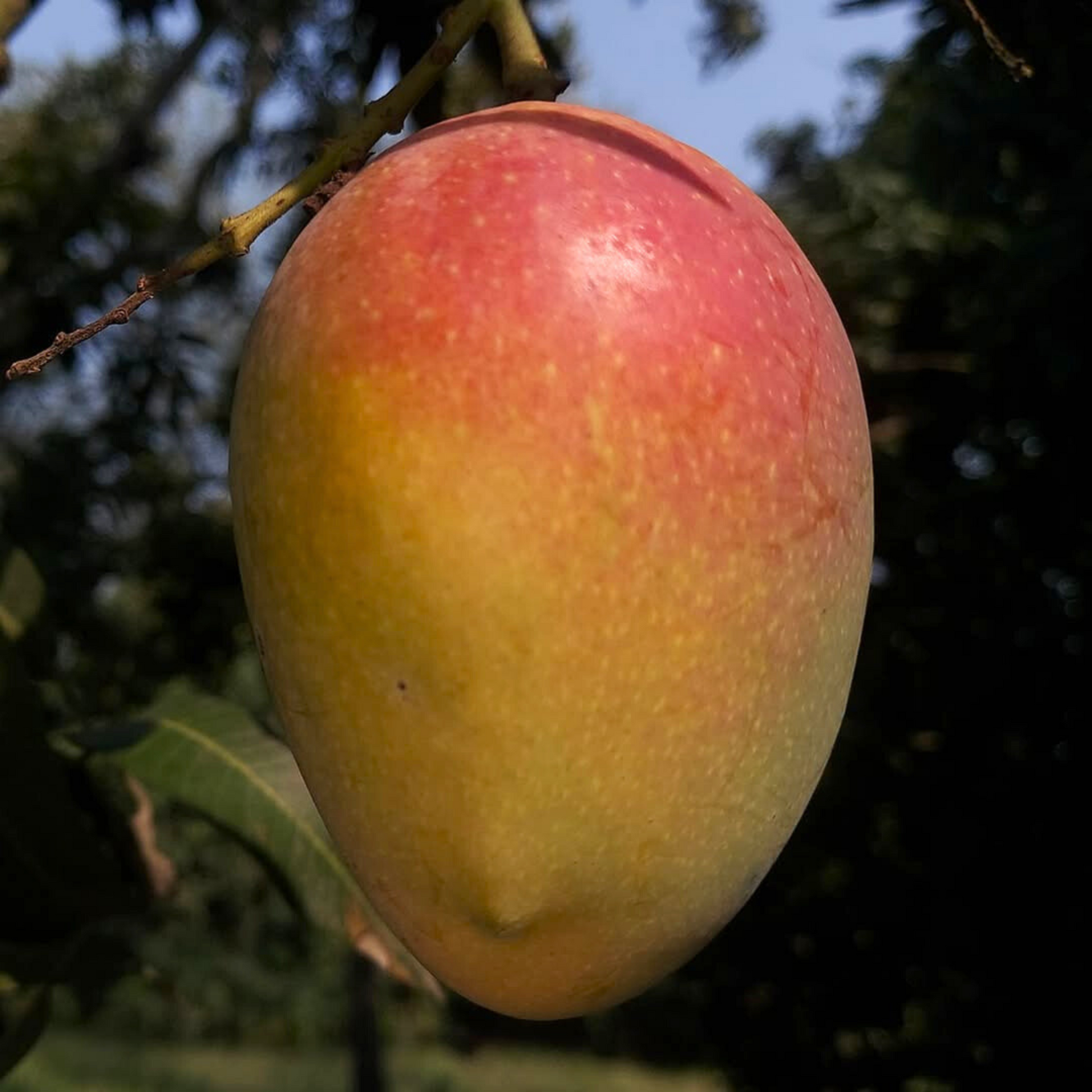 Arka Neelachal Kesari Mango Grafted Live Plant