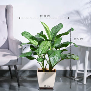 Aglaonema Dove Plant - XL