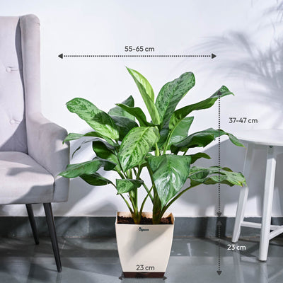 Aglaonema Dove Plant - XL