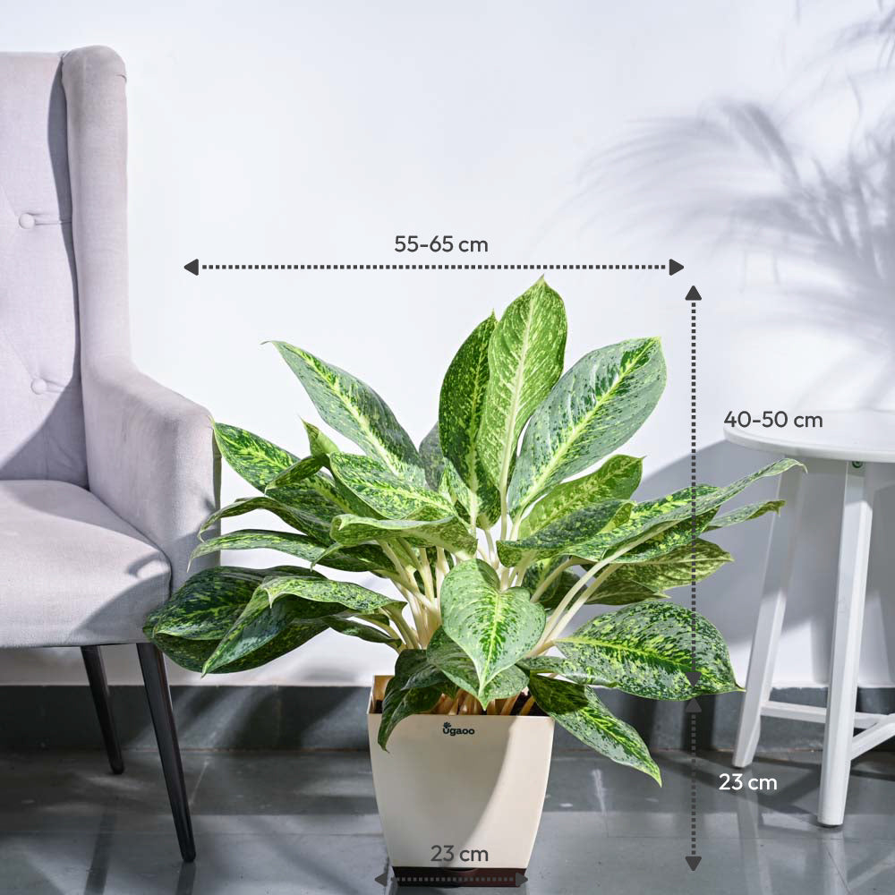 aglaonema mariposa Artboard14copy-100.jpg?v=1729256521&width=1946