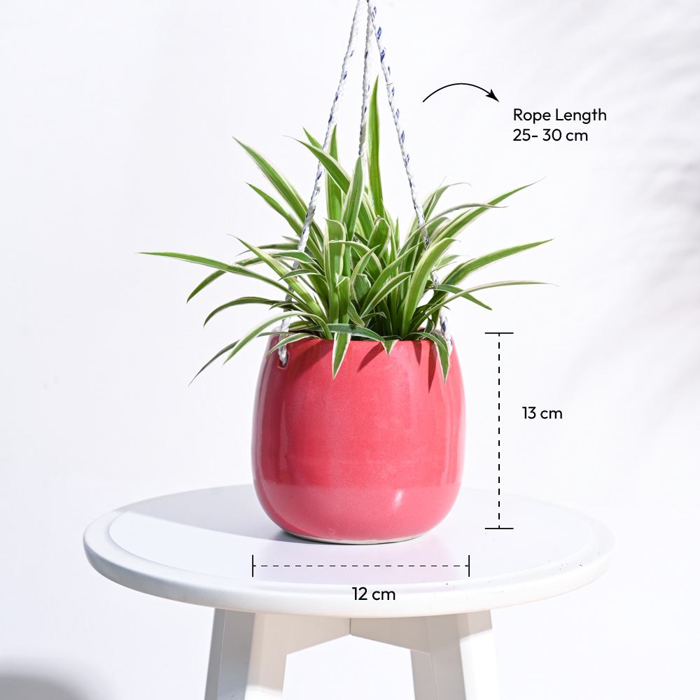 Ladybug Handmade Ceramic Hanging Planter