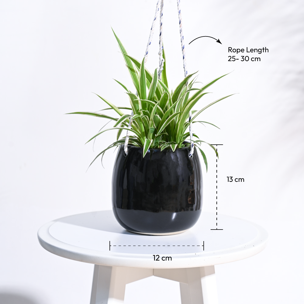 black ceramic hanging planter Ladybug Handmade Ceramic Hanging Planter Black | Planter