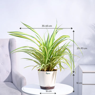 Pandanus Plant