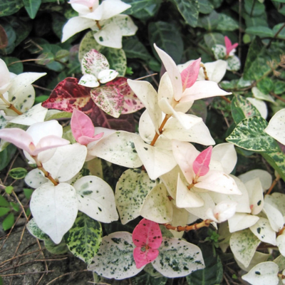 Asiatic Jasmine Variegated Ornamental Live Plant