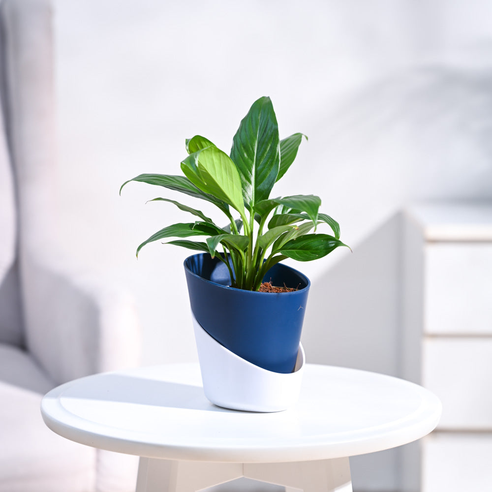 Peace Lily Plant