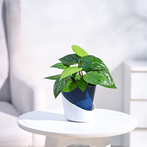 Betel Leaf Plant (Magai Paan)