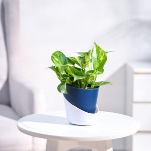 Money Plant Variegated