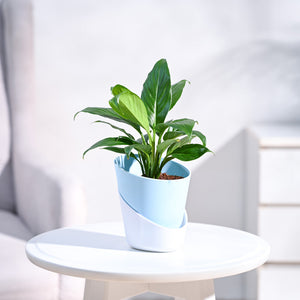 Peace Lily Plant