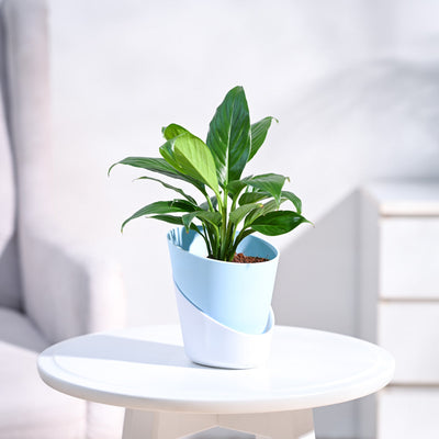 Peace Lily Plant