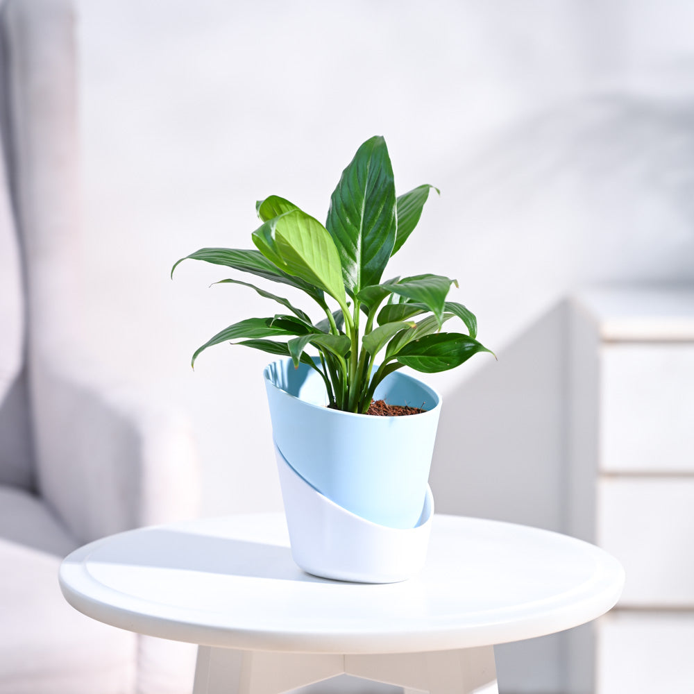 Peace Lily Plant