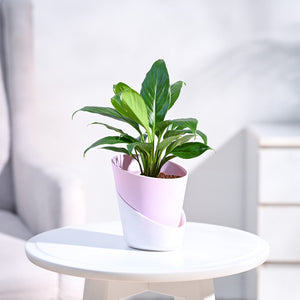 Peace Lily Plant