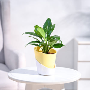 Peace Lily Plant