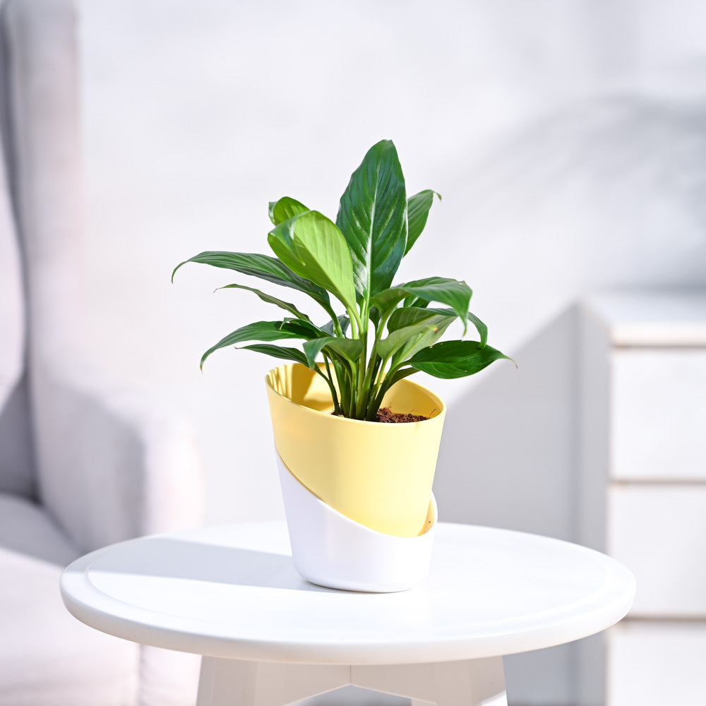 Peace Lily Plant