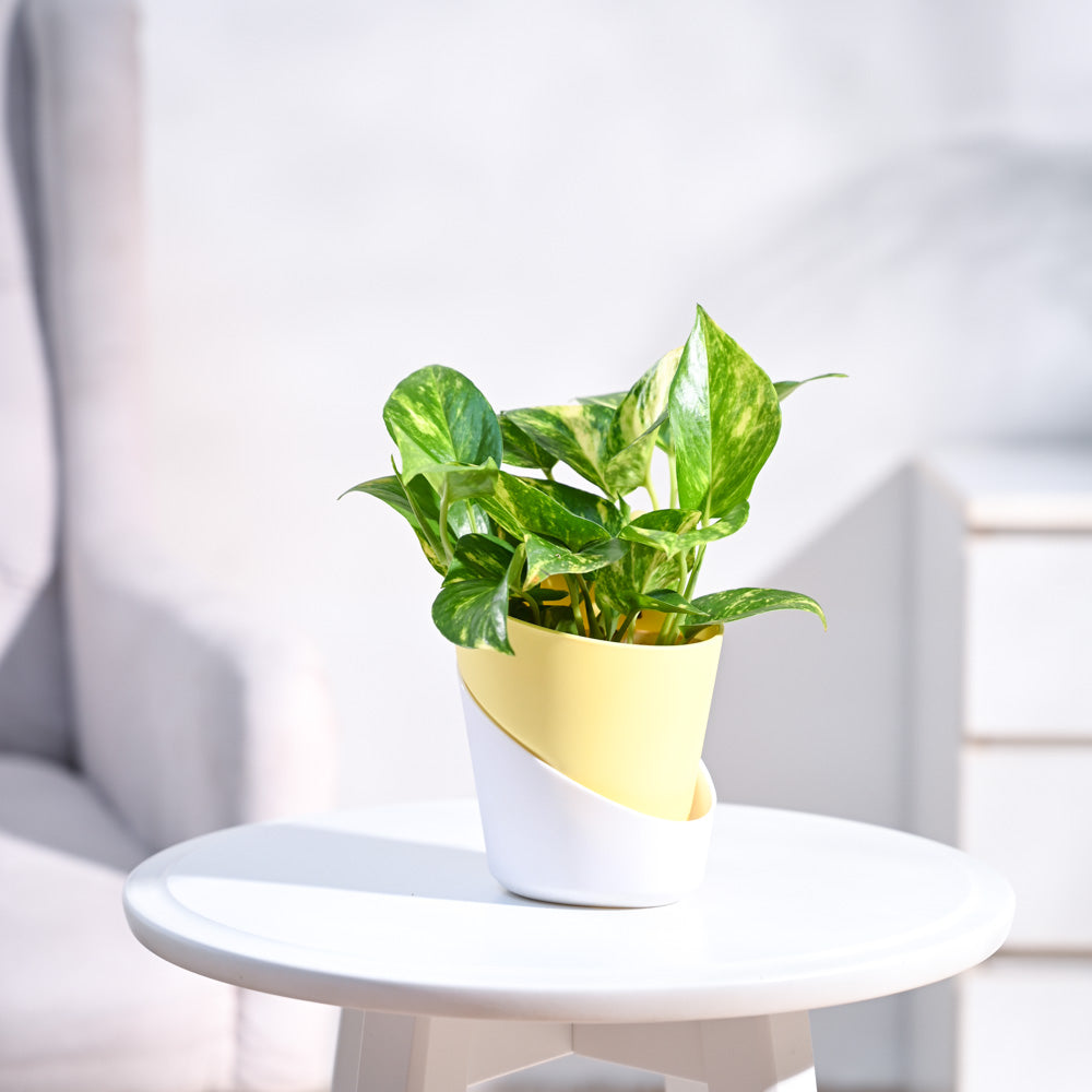 Money Plant Variegated