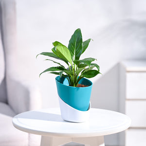 Peace Lily Plant