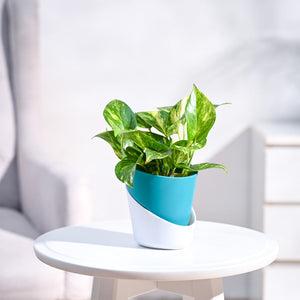 Money Plant Variegated