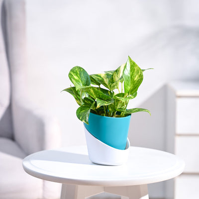 Money Plant Variegated