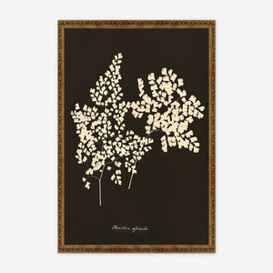 Adiantum Cuneatum Print by Anna Atkins