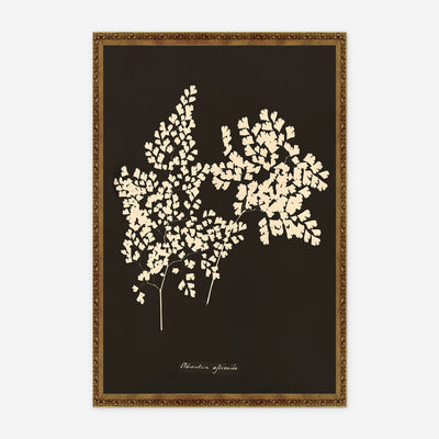 Adiantum Cuneatum Print by Anna Atkins