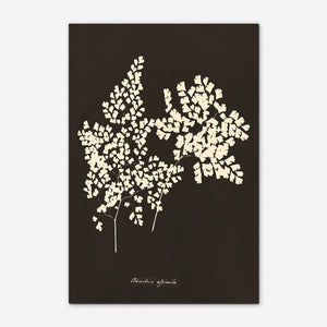 Adiantum Cuneatum Print by Anna Atkins