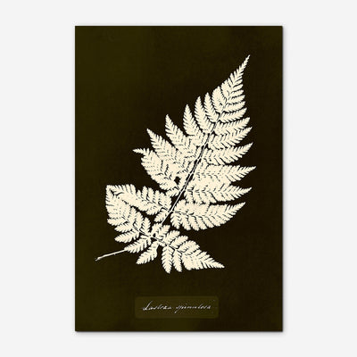 Lastrea Spinulosa Print by Anna Atkins