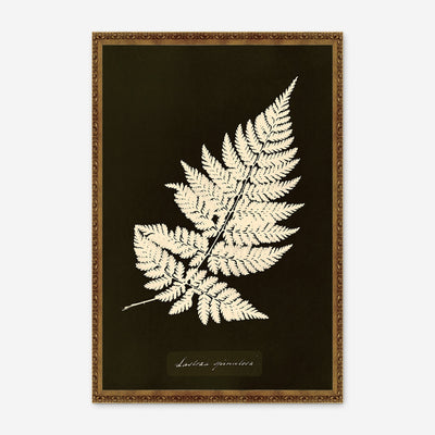 Lastrea Spinulosa Print by Anna Atkins