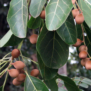 Bahera / Beach Almond (Terminalia bellirica) Medicinal Live Plant