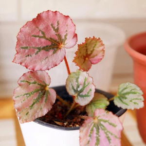 Begonia Martin's Mystery Indoor/Outdoor Live Plant
