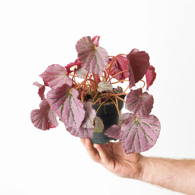 Begonia Martin's Mystery Indoor/Outdoor Live Plant