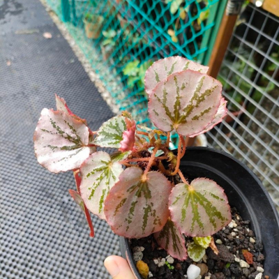 Begonia Martin's Mystery Indoor/Outdoor Live Plant