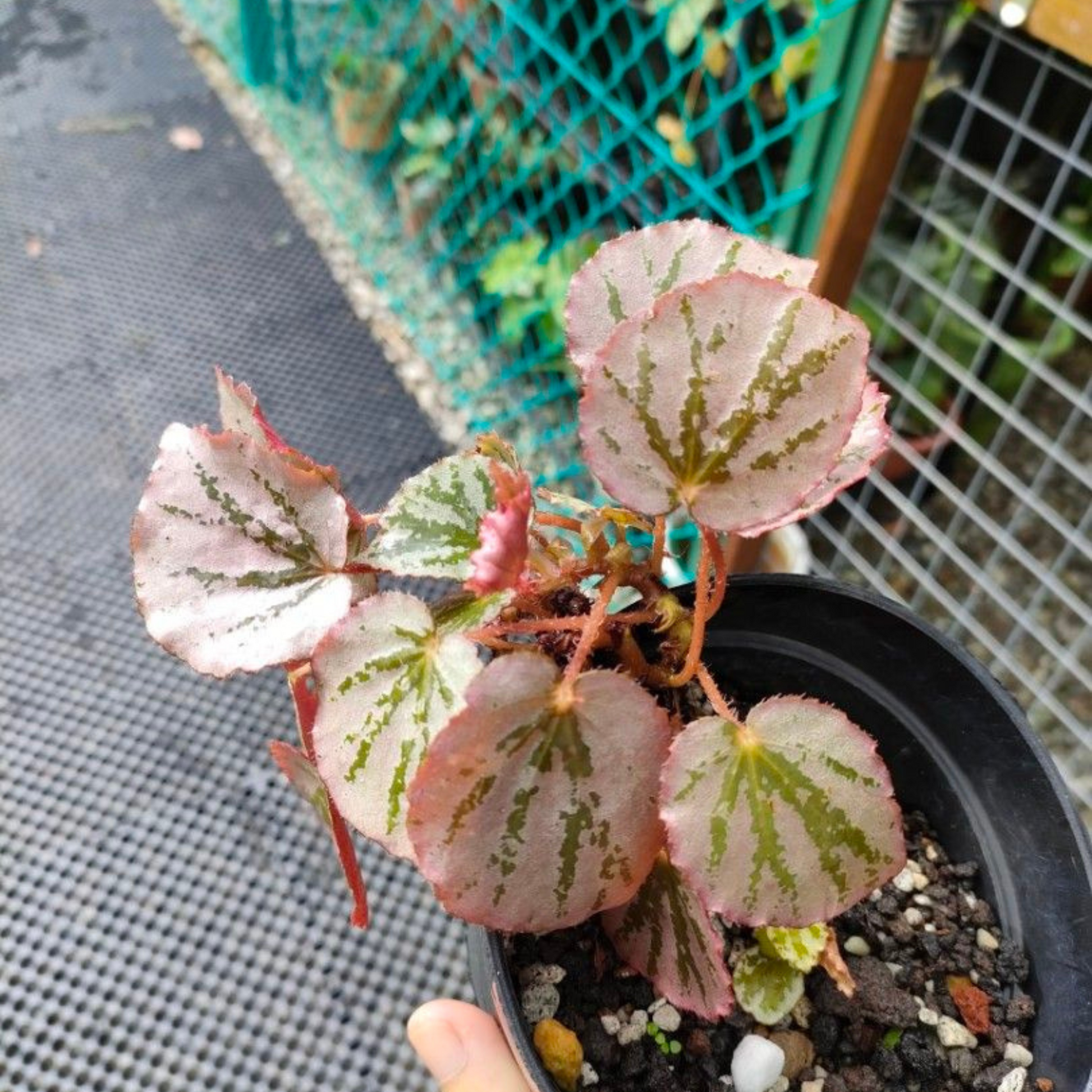 Begonia Martin's Mystery Indoor/Outdoor Live Plant