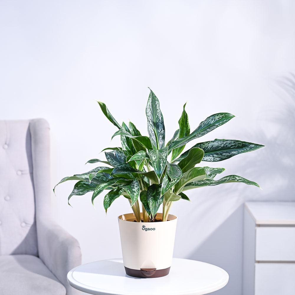 aglaonema reina Aglaonema Queen Plant Krish / White | Indoor