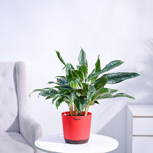Aglaonema Queen Plant