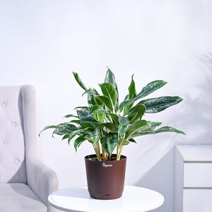 Aglaonema Queen Plant
