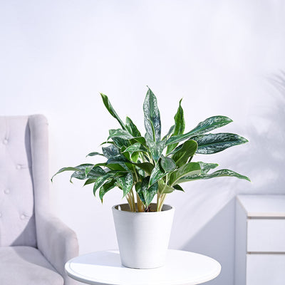 Aglaonema Queen Plant