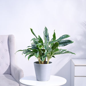 Aglaonema Queen Plant